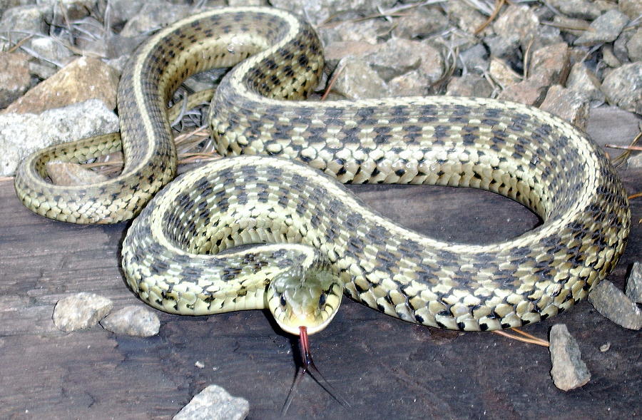 Checkered Garter Snake Photograph by Joshua Bales