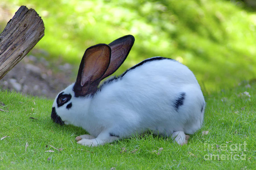 Checkered Giant rabbit Photograph by Michelle Meenawong