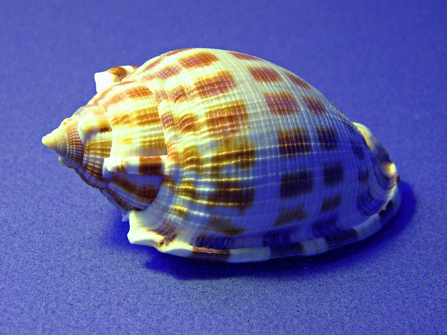 Checkered Helmet Seashell Photograph by Frank Wilson