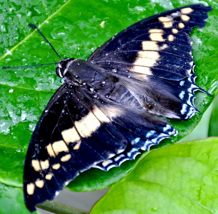 Checkered Lime Swallowtail Butterfly Photograph by Amy McDaniel