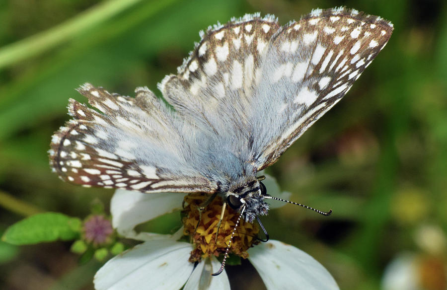 Checkered Skipper Butterfly Photograph by Larah McElroy