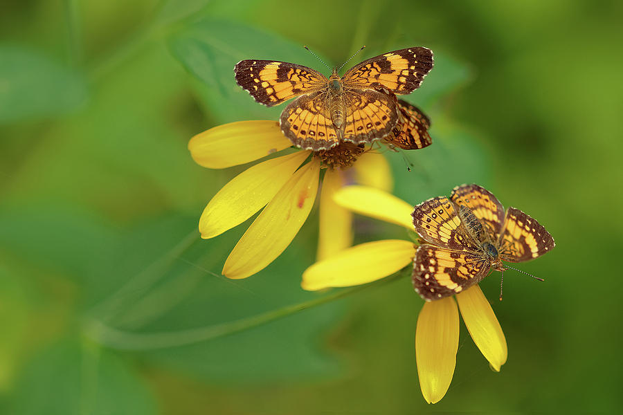Checkerspot butterflies Photograph by Robert Charity