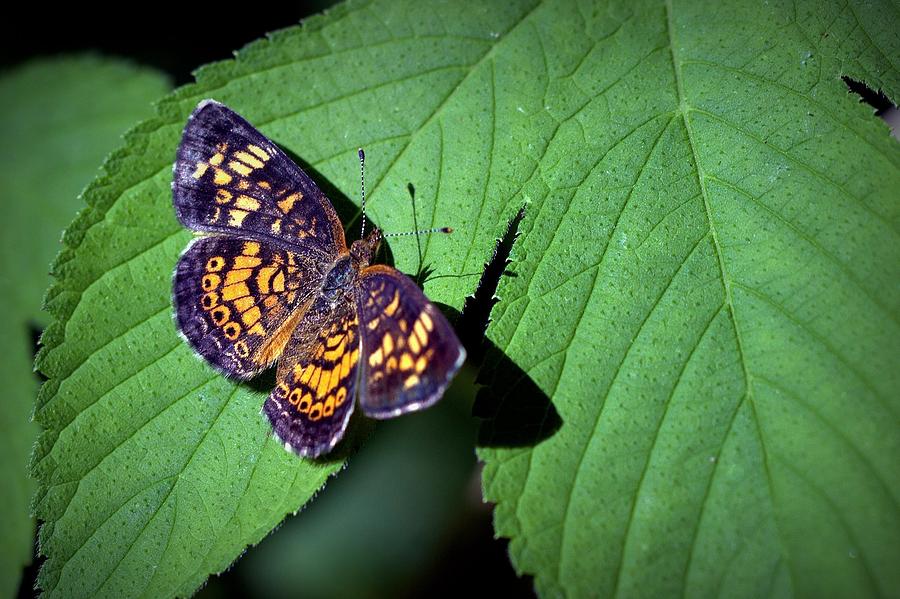 Checkerspot Butterfly Photograph by Joseph Skompski