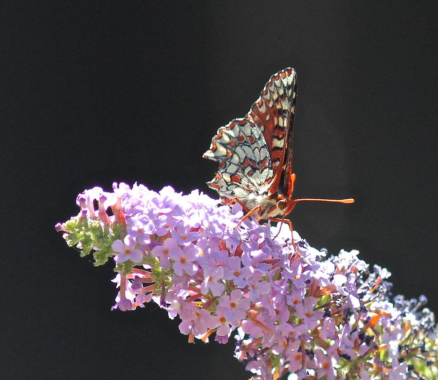 Checkerspot Butterfly Photograph by Liz Vernand