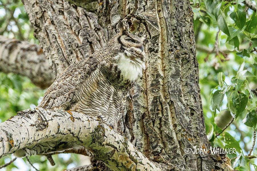 Checking on owlets Photograph by Joan Wallner