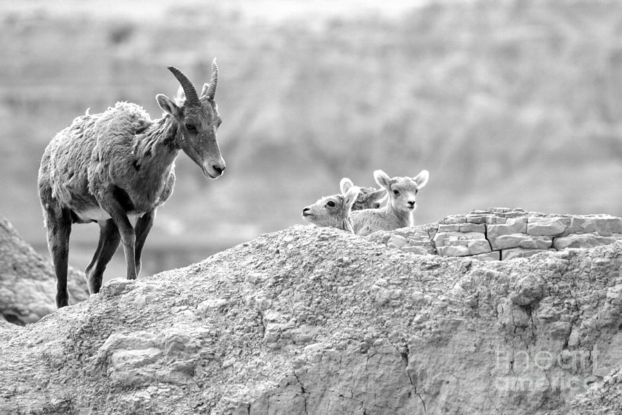 Black And White Photograph - Checking On The Family - Back And White by Adam Jewell