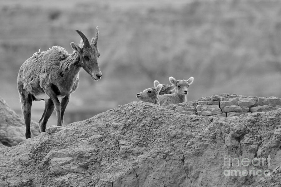 Checking On The Youngsters In Black And White Photograph by Adam Jewell