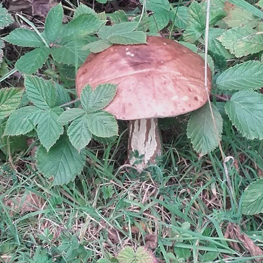 Mushroom Photograph - Checking Out The Fungi #nature #walk by Joanne Dewberry