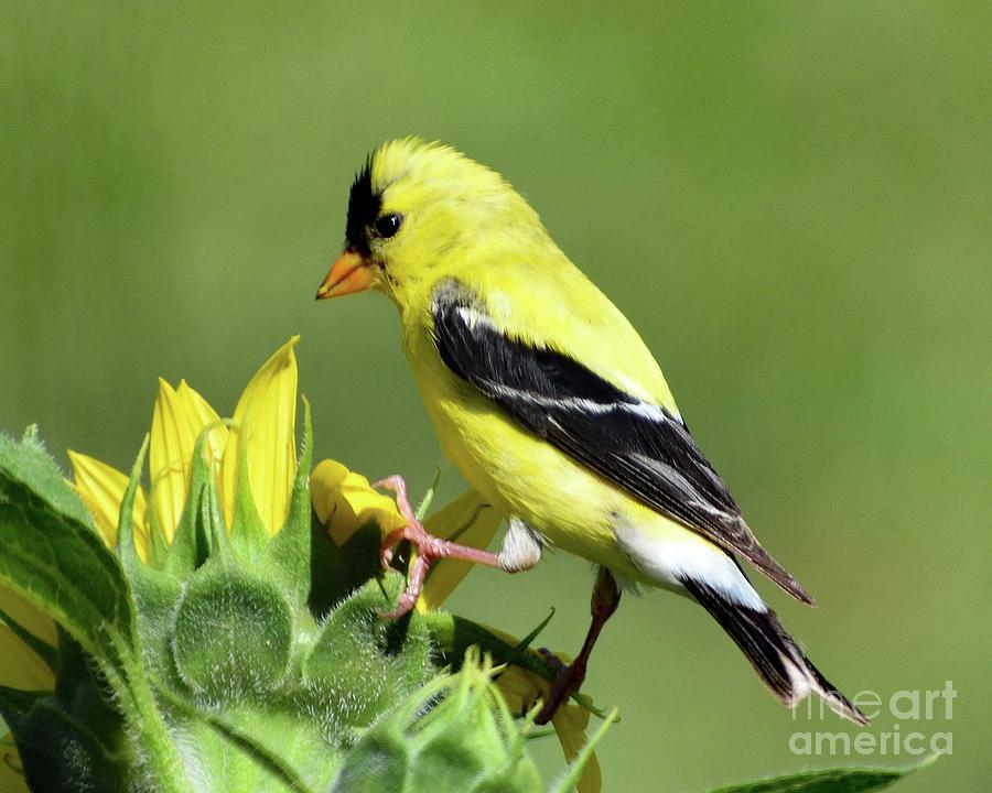 American Goldfinch Checking Out The Sunflower Photograph
