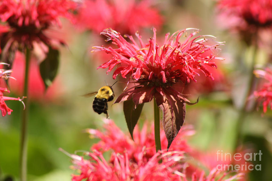 Flowers Still Life Photograph - Checking The Bee Balm  by Cathy Beharriell