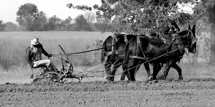 Checking The Row Bw 5421_bw Photograph