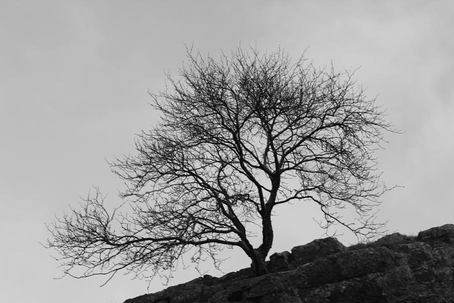 Cheddar Gorge Tree Photograph by Lauri Novak