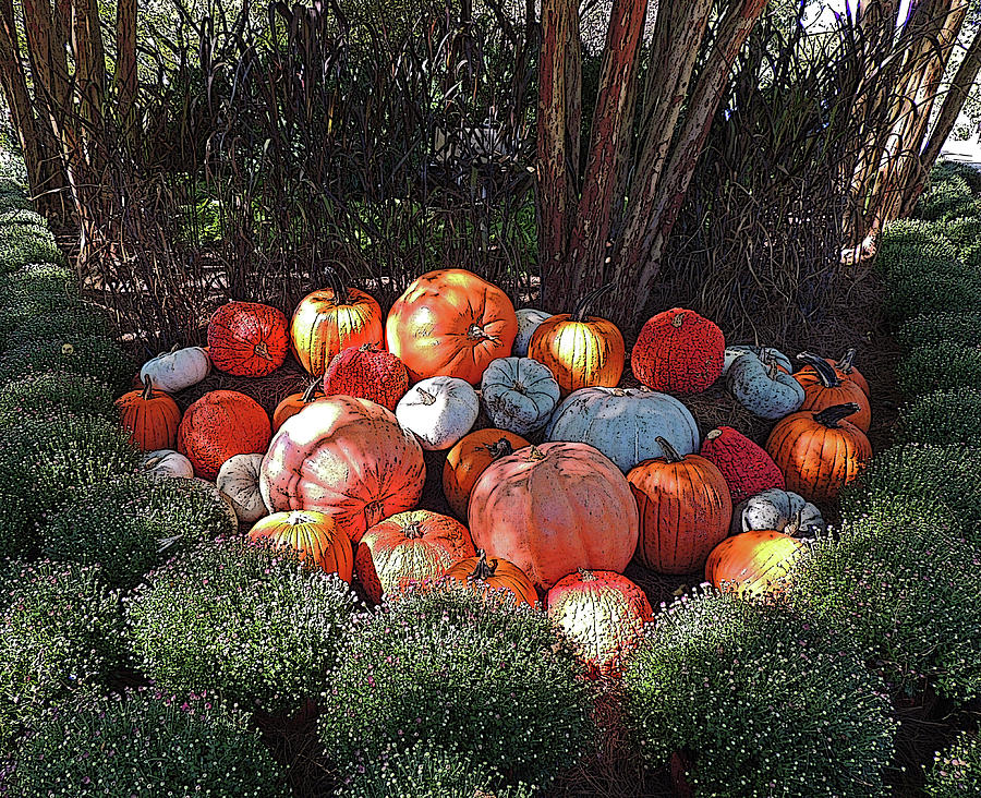 Cheekwood Gardens Pumpkin Patch With Poster Edges Digital Art by Marian ...