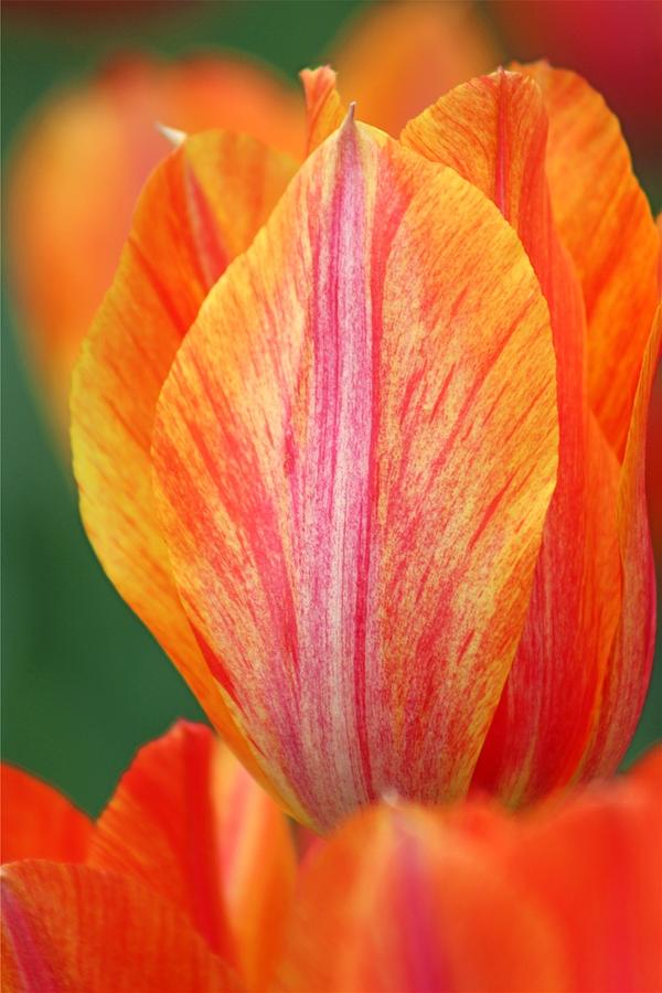 Flower Photograph - Cheekwood Tulip by Gayle Miller