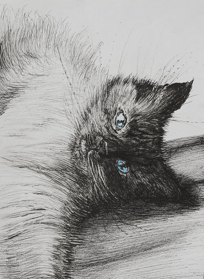 Cat Drawing - Cheeky Baby by Vincent Alexander Booth