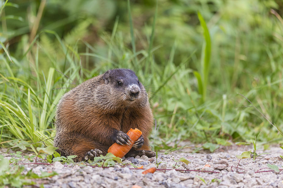 Cheeky Beaver Photograph by Josef Pittner