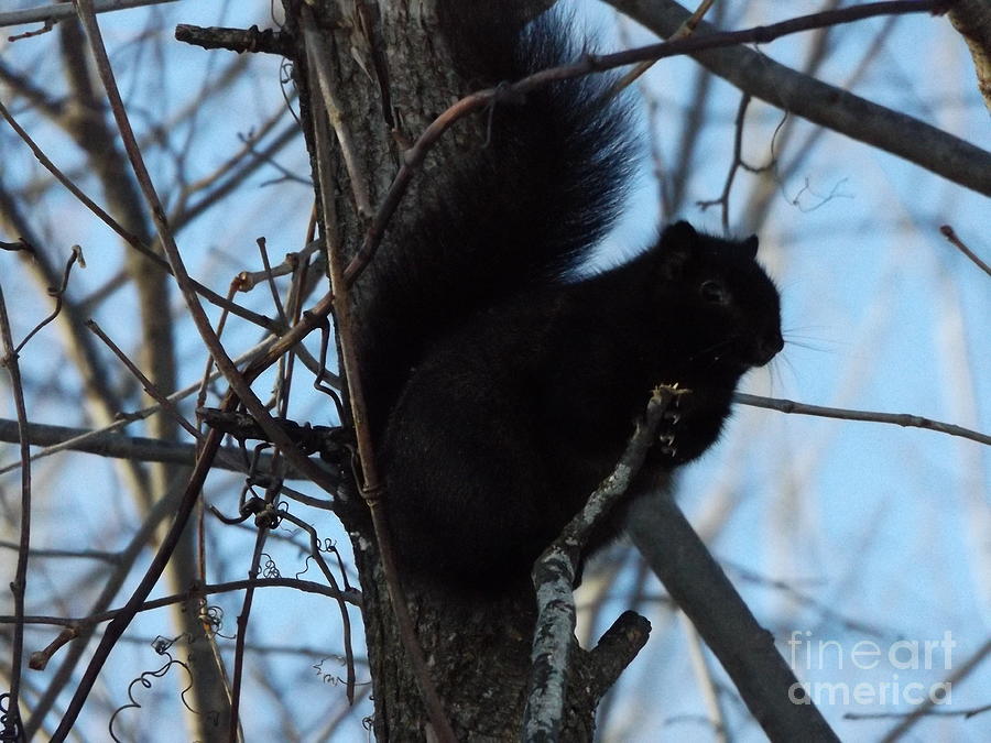 Cheeky Black Squirrel Photograph by Erick Schmidt