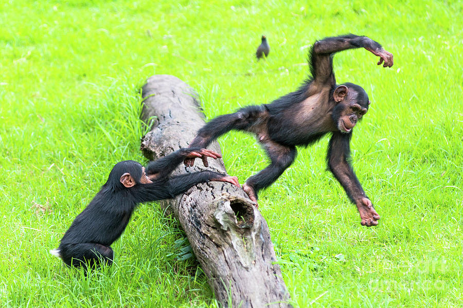 Cheeky Chimps Photograph by Andrew Michael