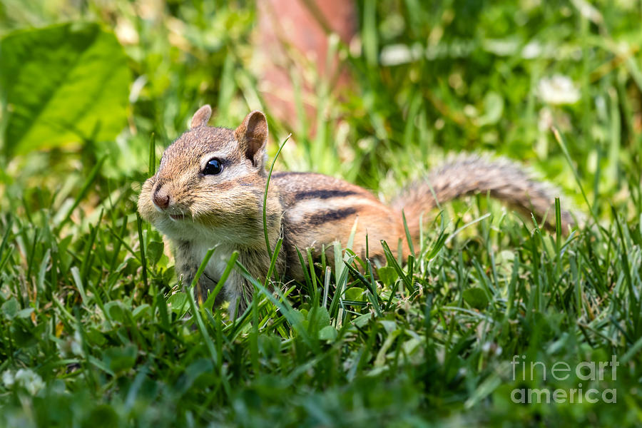 Cheeky Chipmunk Photograph by Dawna Moore Photography