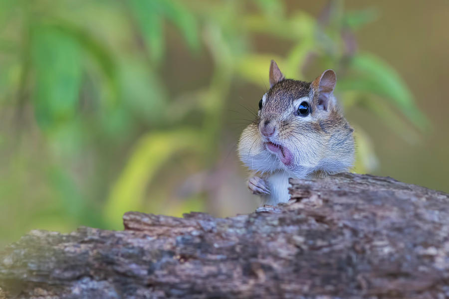 Nature Photograph - Cheeky chipmunk by Mircea Costina Photography