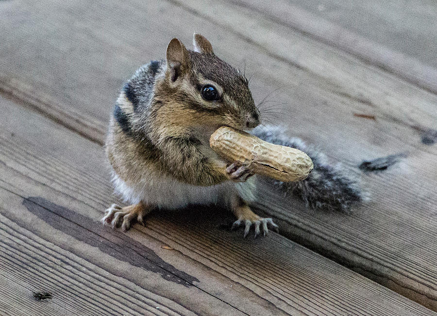 Cheeky Chipmunk, Ontario, Canada Photograph by Venetia Featherstone-Witty