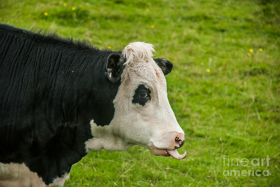 Black And White Photograph - Cheeky Cow by Steve Purnell
