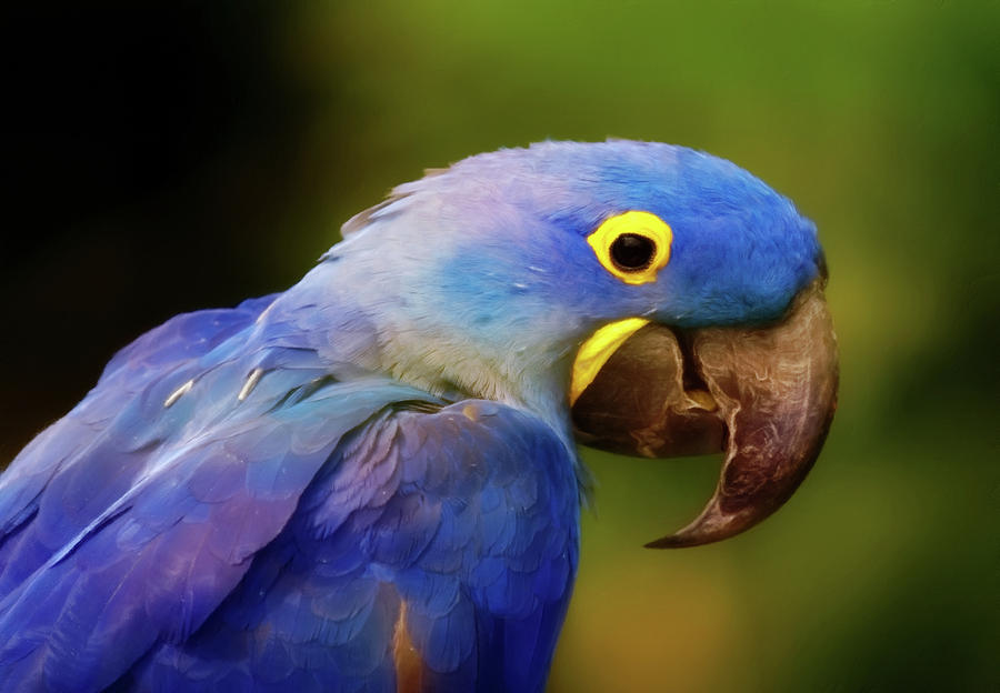 Wildlife Digital Art - Cheeky Macaw by Georgiana Romanovna