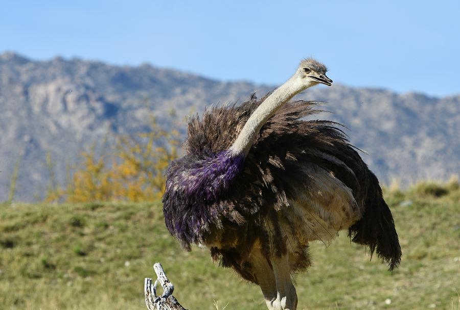 Cheeky Ostrich Photograph by Fraida Gutovich