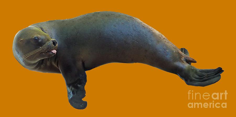 Cheeky Seal Digital Art by Francesca Mackenney