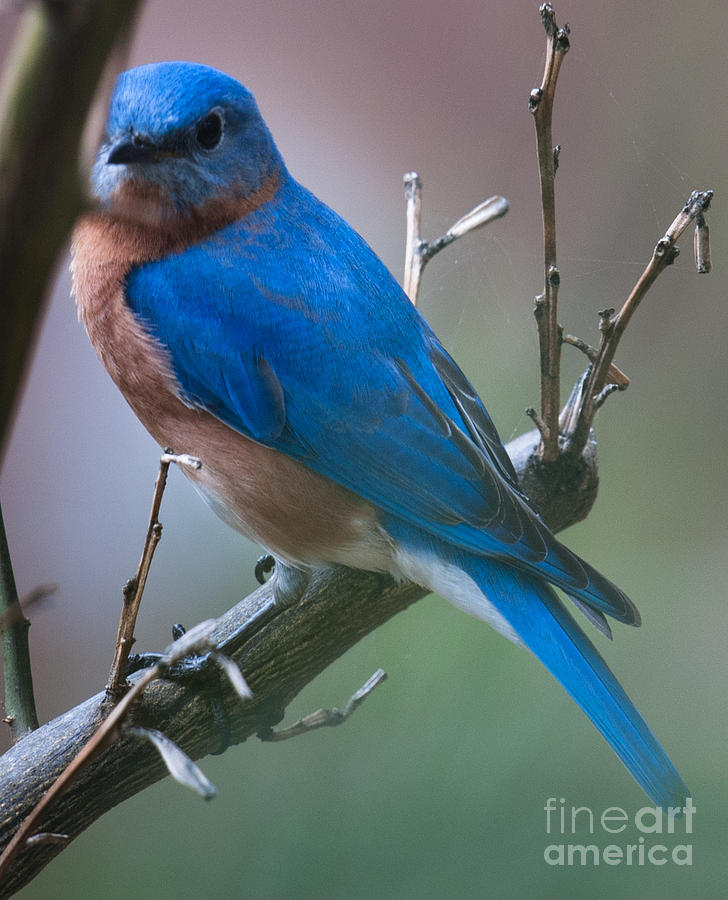 Cheerful Blue Bird Singer Photograph