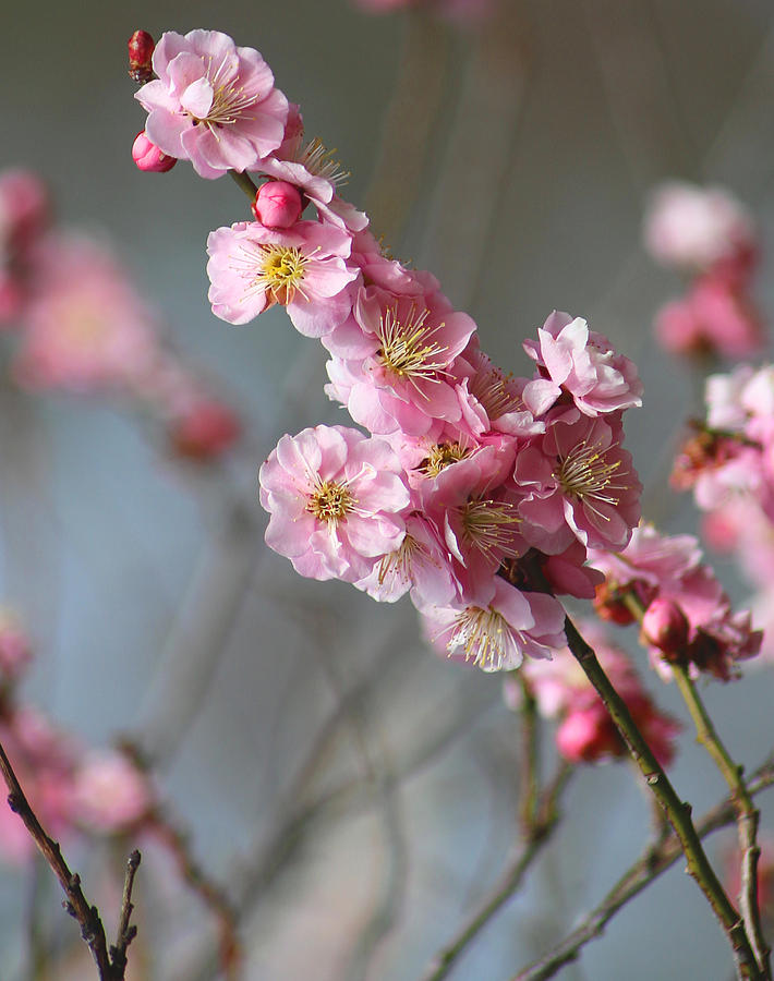 Cheerful Cherry Blossoms Photograph by Living Color Photography Lorraine Lynch