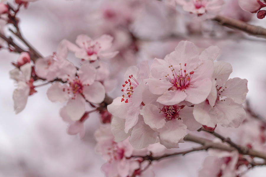 Cheerful Cherry Blossoms Photograph by Vanessa Thomas