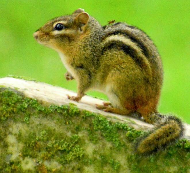 Cheerful Chipmunk  Photograph by Sumoflam Photography