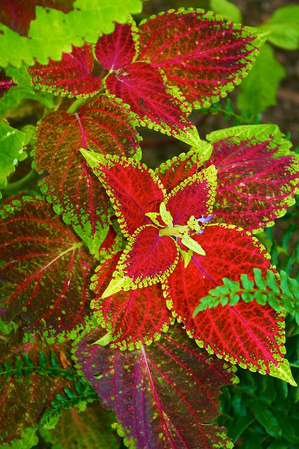 Cheerful Coleus Photograph by Polly Castor
