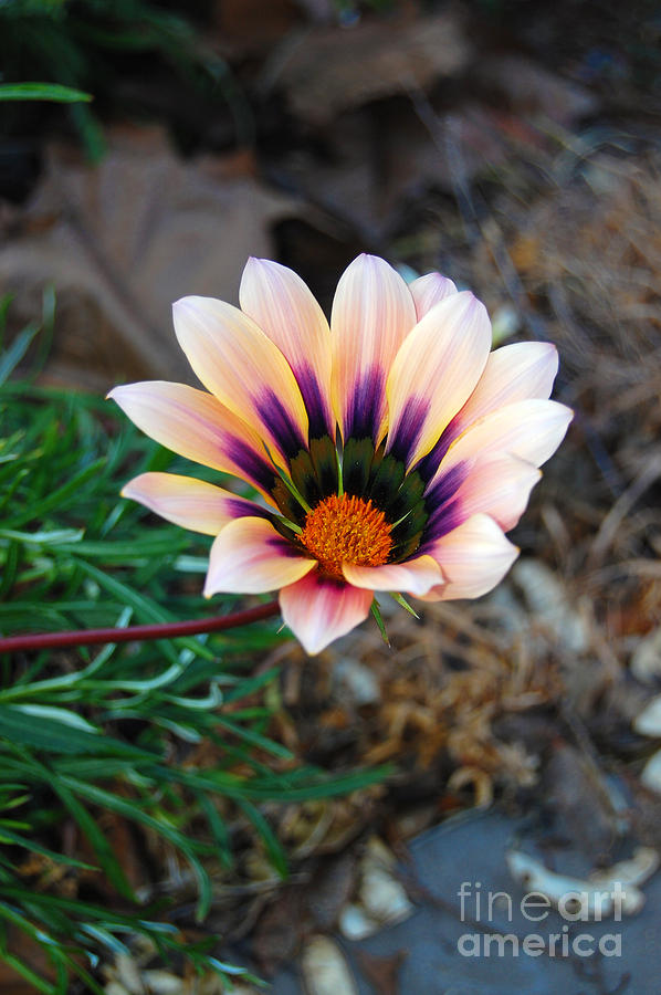 Cheerful Flower Photograph by Debra Thompson