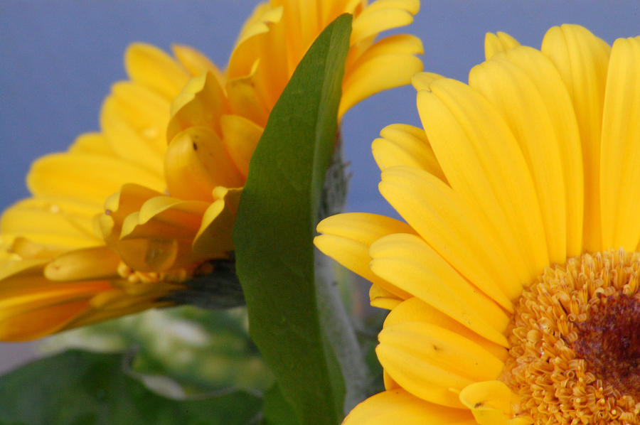 Cheerful Gerbera Daisies Photograph by Amy Fose