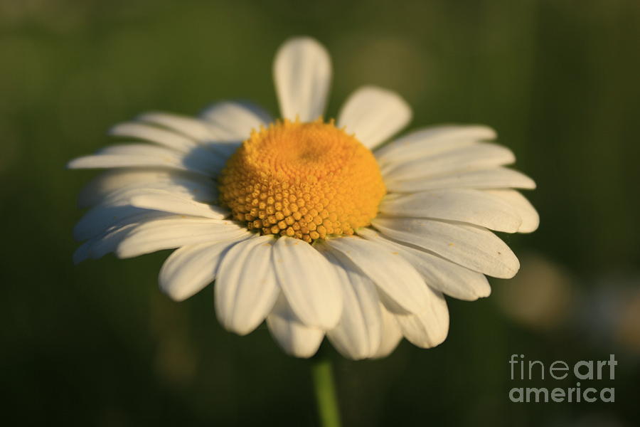 Summer Photograph - Cheerful by Heather Newkirk