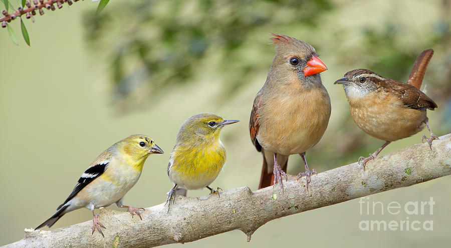 Cheerful Little Songbirds Photograph by Bonnie Barry