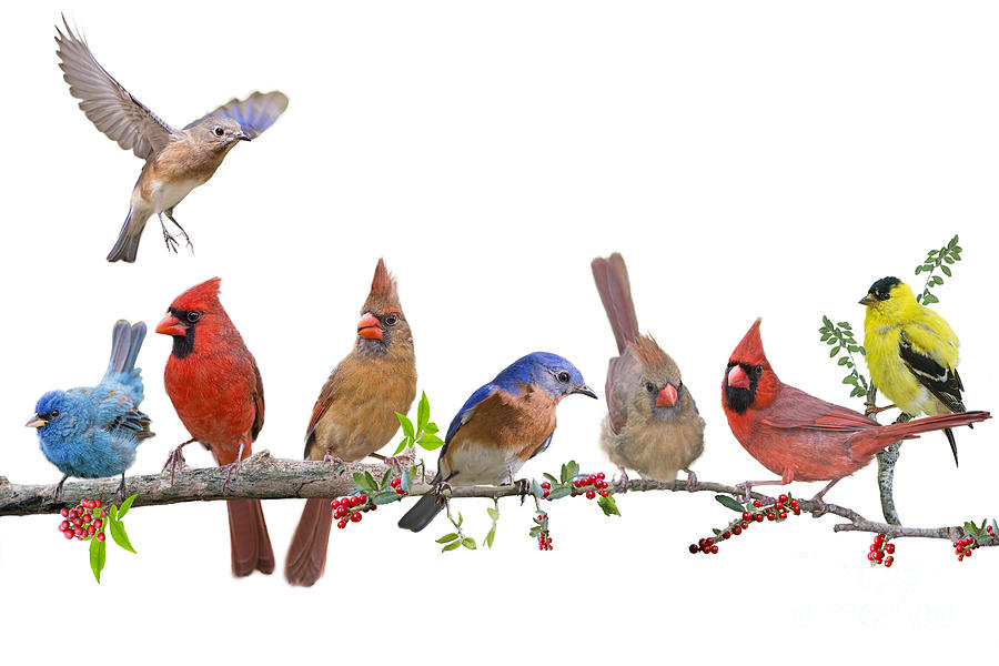 Eastern Bluebirds Photograph - Cheerful Songbird Congregation by Bonnie Barry