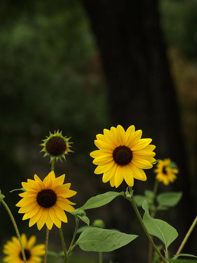 Cheerful Sunflowers Photograph by Dorothy Lee