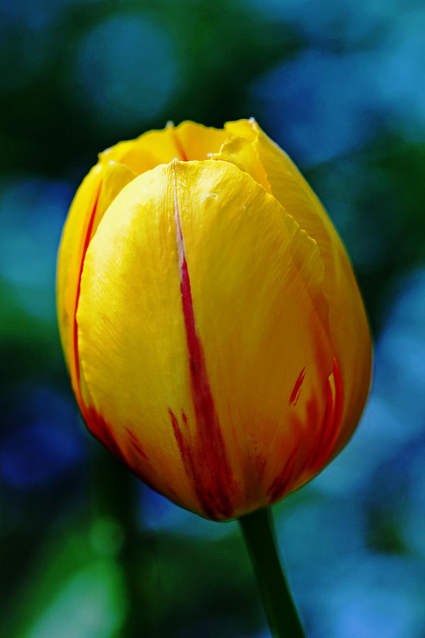 Cheerful Tulip Photograph by Debbie Oppermann