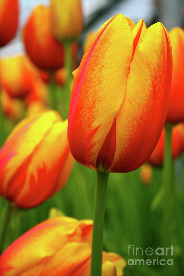 Tulip Photograph - Cheerful Tulips by Amy Sorvillo