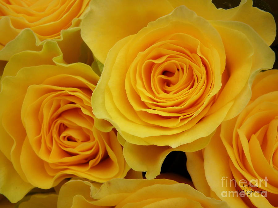 Cheerful Yellow Roses Photograph by Lainie Wrightson