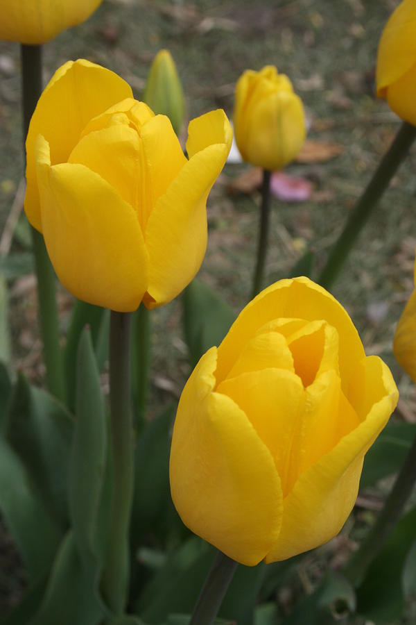 Cheerful Yellow Tulips Photograph by Kay Novy
