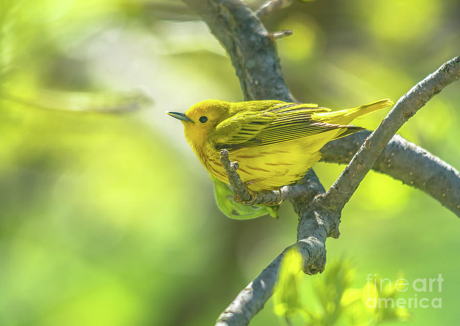 Cheerful Yellow Warbler Photograph by Cheryl Baxter