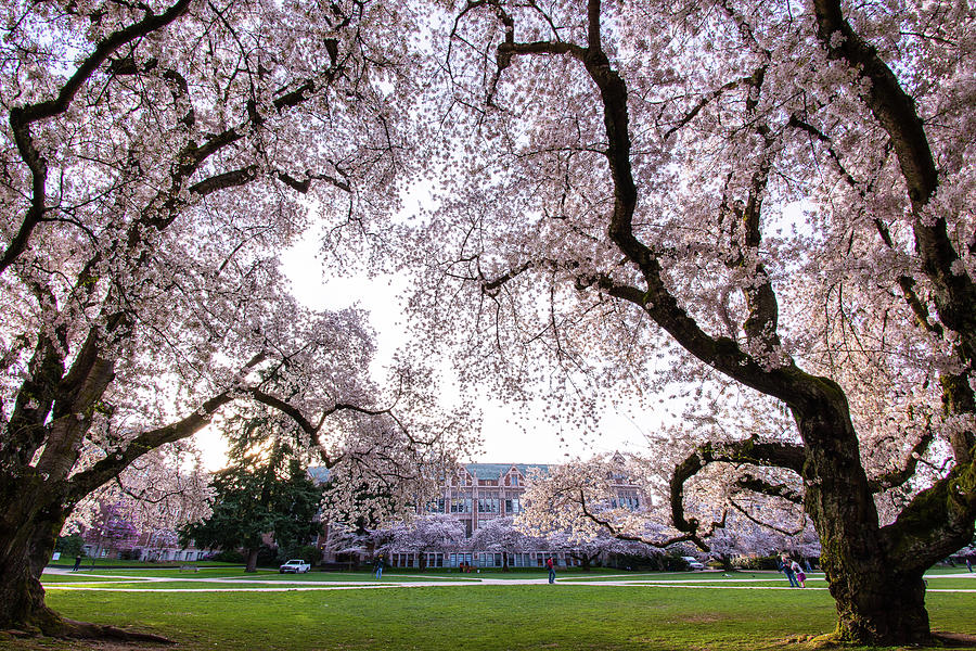 Cheery blossom - University Washington Photograph by Hisao Mogi