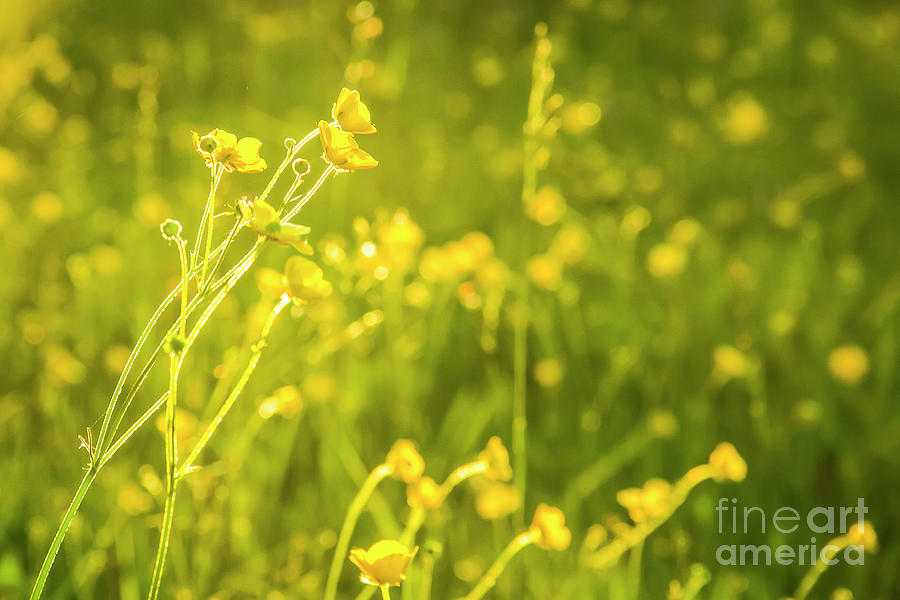 Nature Photograph - Cheery Buttercups by Amy Sorvillo