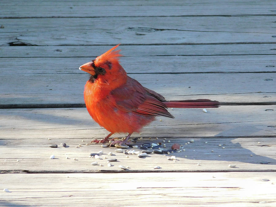 Cheery Cardinal Photograph