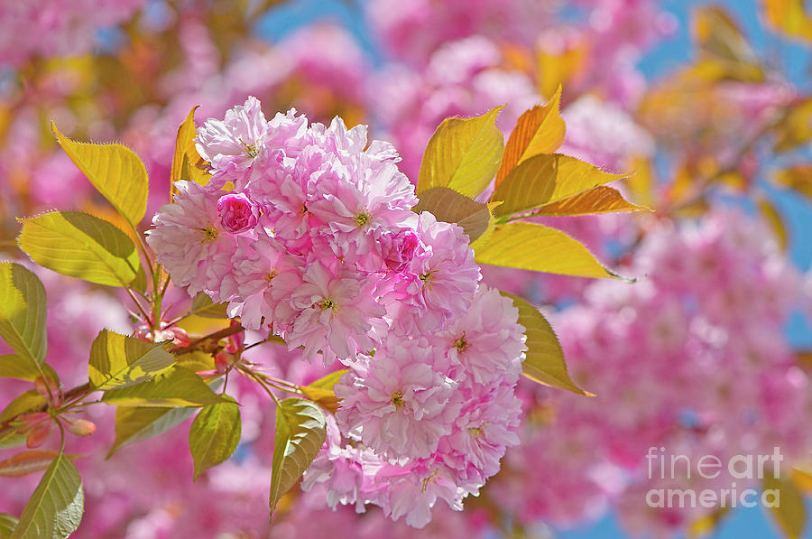 Cheery Cherry Blossoms Photograph by Sharon Talson
