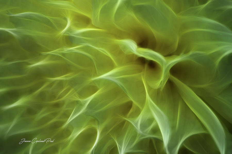 Nature Photograph - Cheery Chrysanthemum by Joann Copeland-Paul